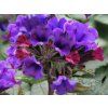 Plicník dlouholistý 'Diana Clare' - Pulmonaria longifolia 'Diana Clare'  Pulmonaria longifolia'Diana Clare'