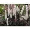 Ploštičník hroznatý 'Pink Spike' - Cimicifuga racemosa 'Pink Spike'  Cimicifuga racemosa 'Pink Spike'