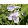 Tradescantia x andersoniana 'Osprey' (2)