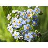 Pomněnka bahenní - Myosotis palustris  Myosotis palustris