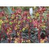 57309 57309 prysec mandlonovity purpurea euphorbia amygdaloides purpurea