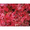 Přísavník pětilistý var. engelmannii  Parthenocissus quinquefolia var. engelmanii