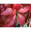 Přísavník pětilistý var. murorum  Parthenocissus quinquefolia var. murorum