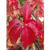 Přísavník pětilistý 'Red Wall'  Parthenocissus quinquefolia 'Red Wall'