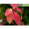 Přísavník pětilistý 'Red Wall'  Parthenocissus quinquefolia 'Red Wall'