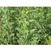 Ptačí zob obecný 'Atrovirens'  Ligustrum vulgare 'Atrovirens'
