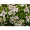 Pustoryl 'Belle Etoile'  Philadelphus 'Belle Etoile'