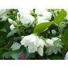 57468 1 57468 1 philadelphus snowbelle 1