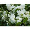 57468 2 57468 2 philadelphus snowbelle 4