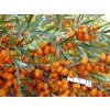 Rakytník řešetlákový 'Altajská'  Hippophae rhamnoides 'Altajská'