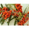 Rakytník řešetlákový 'Aromat'  Hippophae rhamnoides ´Aromat´