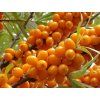 Rakytník řešetlákový 'Aromat'  Hippophae rhamnoides ´Aromat´