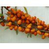 Rakytník řešetlákový 'Klaudie'  Hippophae rhamnoides 'Klaudie'