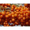 Rakytník řešetlákový 'Leikora'  Hippophae rhamnoides 'Leikora'