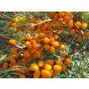 Rakytník řešetlákový 'Pantělejevská'  Hippophae rhamnoides 'Pantělejevská'