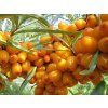 Rakytník řešetlákový 'Podruga'  Hippophae rhamnoides 'Podruga'