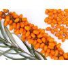 Rakytník řešetlákový 'Rosinka'  Hippophae rhamnoides 'Rosinka'