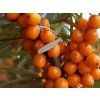 Rakytník řešetlákový 'Rosinka'  Hippophae rhamnoides 'Rosinka'