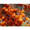 Rakytník řešetlákový 'Žemčužina'  Hippophae rhamnoides 'Žemčužina'
