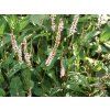 Rdesno 'Alba' - Polygonum amplexicaule 'Alba'  Polygonum amplexicaule 'Alba'