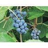 Réva vinná 'Zilga'  Vitis vinifera 'Zilga'