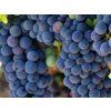Réva vinná 'Zilga'  Vitis vinifera 'Zilga'