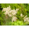 Rodgersie štítnatá - Astilboides tabularis  Astilboides tabularis