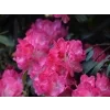 Rododendron 'Anuschka'  Rhododendron 'Anuschka'