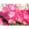 Rododendron 'Anuschka'  Rhododendron 'Anuschka'