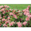 58143 5 58143 5 58143 5 58143 1 rododendron brasilia