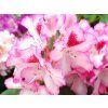 Rhododenron Hachmann's Charmant