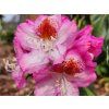 58284 4 rododendron kazimierz odnowiciel royal violet
