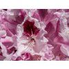 Rododendron �Kr�lowa Jadwiga/Royal Butterfly� (Balen� kontejner p9)