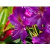 Rhododendron Libretto (3)