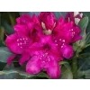 Rododendron 'Nova Zembla'  Rhododendron 'Nova Zembla'