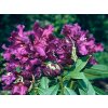Rododendron 'Purple Splendour'  Rhododendron 'Purple Splendour'