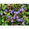 Rohovec olověncovitý - Ceratostigma plumbaginoides  Ceratostigma plumbaginoides