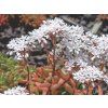 Rozchodník bílý 'Coral Carpet' - Sedum album 'Coral Carpet'  Sedum album 'Coral Carpet'
