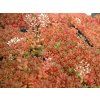Rozchodník bílý 'Coral Carpet' - Sedum album 'Coral Carpet'  Sedum album 'Coral Carpet'