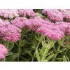 Rozchodník nádherný 'Brilliant' - Sedum spectabile 'Brilliant'  Sedum spectabile 'Brilliant'