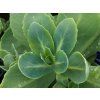 Sedum Brillant (1)