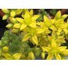 Rozchodník ostrý - Sedum acre  Sedum acre