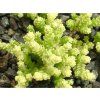 Rozchodník ostrý 'Yellow Queen' - Sedum acre 'Yellow Queen'  Sedum acre 'Yellow Queen'