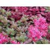 Rozchodník pochybný 'Fuldaglut' - Sedum spurium 'Fuldaglut'  Sedum spurium 'Fuldaglut'