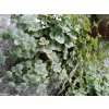 58719 1 rozchodnik siebolduv sedum sieboldii