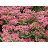 Rozchodník velký 'Herbstfreude' - Sedum telephium 'Herbstfreude'  Sedum telephium 'Herbstfreude'