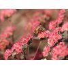Rozchodník velký 'Red Cauli®' - Sedum telephium 'Red Cauli'  Sedum telephium 'Red Cauli'