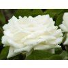 alabaster 2