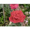 Růže 'Erotika®'  Rosa 'Erotika®'