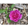 59220 1 c9d890397065d08b